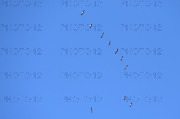 Flying cranes (Grus grus) in the blue sky, Darß, Baltic Sea, Mecklenburg-Western Pomerania, Germany