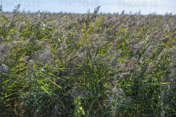 Reed, reed (Phragmites australis) on the lagoon, Baltic Sea, Ahrenshoop, Darß, Mecklenburg-Western Pomerania, Germany