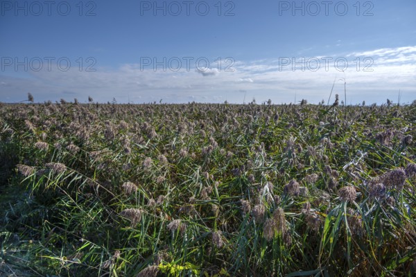 Reed, reed (Phragmites australis) on the lagoon, Baltic Sea, Ahrenshoop, Darß, Mecklenburg-Western Pomerania, Germany