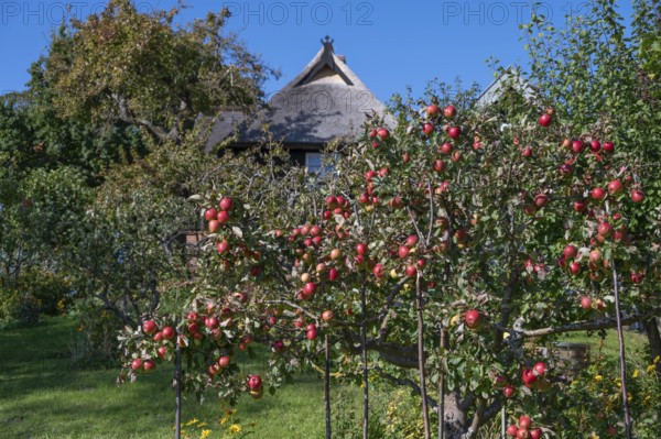 Ripe apples (Malus) on a tree in a garden, Ahrenshoop, Darß, Mecklenburg-Western Pomerania, Germany
