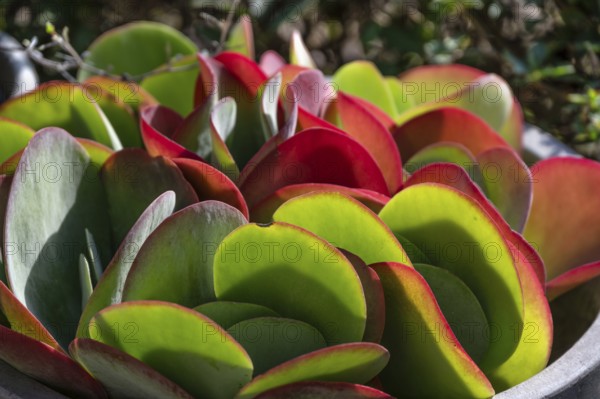 Leaves of the fat hen (Sedum), Bavaria, Germany