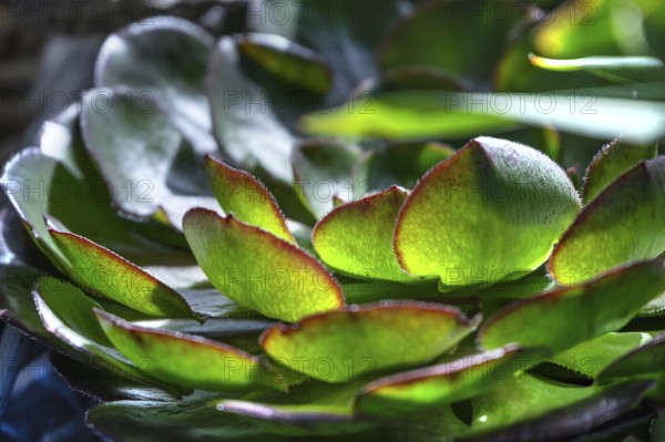 Leaves of the fat hen (Sedum in backlight), Bavaria, Germany