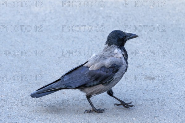 Cloudy crow (Corvus cornix) on the street, Darß, Baltic Sea, Mecklenburg-Vorpommern, Germany