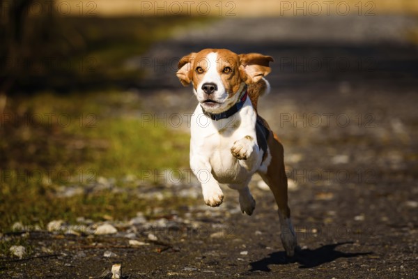 A beagle energetically running on a sunny road, Graz, Austria