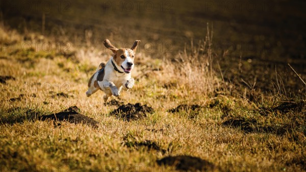 A spirited beagle leaping through an autumn field, Graz, Austria