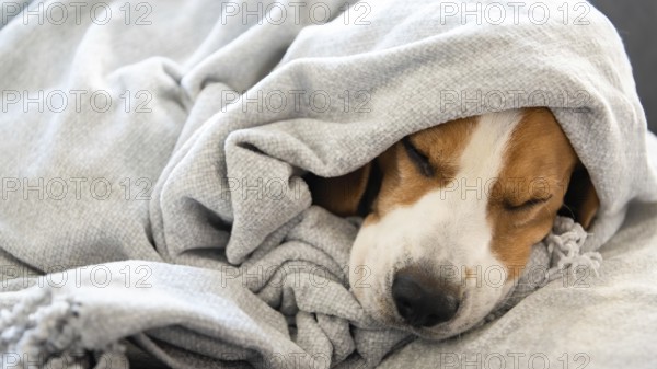 Beagle resting peacefully under a cozy blanket, creating a restful atmosphere, Graz, Austria