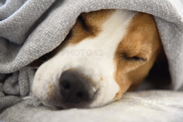 Close-up of a sleeping beagle under a blanket, evoking warmth and comfort, Graz, Austria