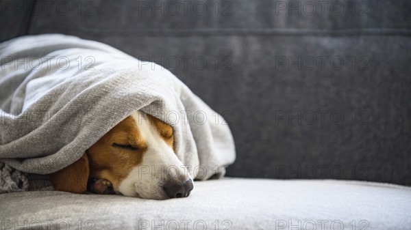 Beagle peacefully sleeping under a blanket, evoking a cozy atmosphere, Graz, Austria