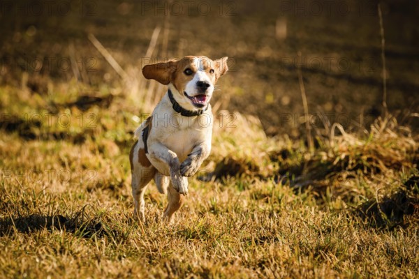 A beagle happily running across a grassy field in the sun, Graz, Austria