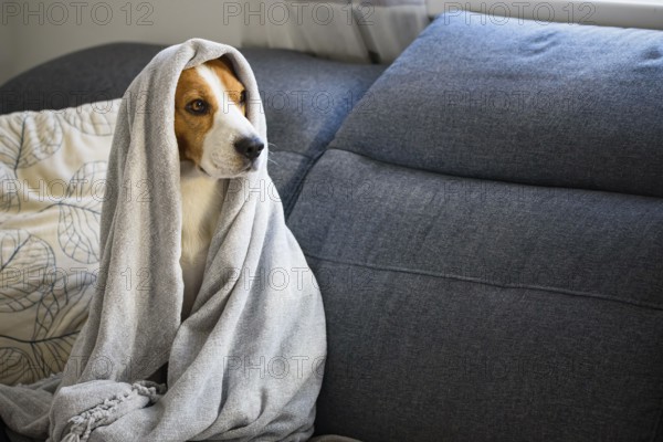 Beagle wrapped in a blanket indoors, giving a sense of relaxation and coziness, Graz, Austria