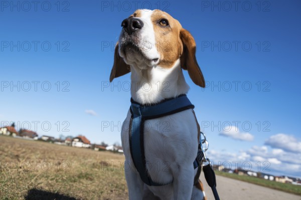 Beagle sitting under a clear blue sky in a field, looking alert and attentive, Graz, Austria