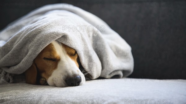 Beagle sleeping under a blanket, creating a sense of coziness and comfort, Graz, Austria