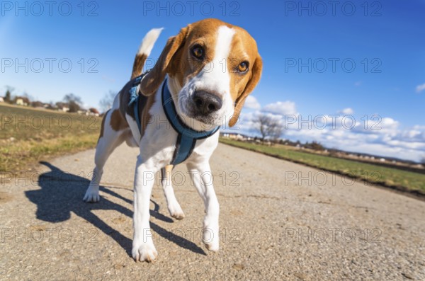 Beagle on a rural path looks curiously at the camera under a vivid blue sky, Graz, Austria