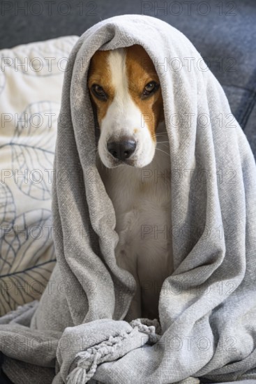 Beagle with eyes partially open wrapped in a blanket, appearing comfortable indoors, Graz, Austria