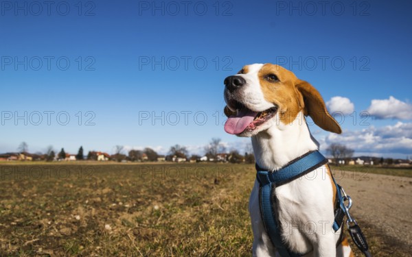 Happy beagle with leash pants joyfully in a field beneath a bright blue sky, Graz, Austria
