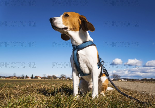 Beagle sits calmly on grass in a countryside setting under a clear blue sky, Graz, Austria