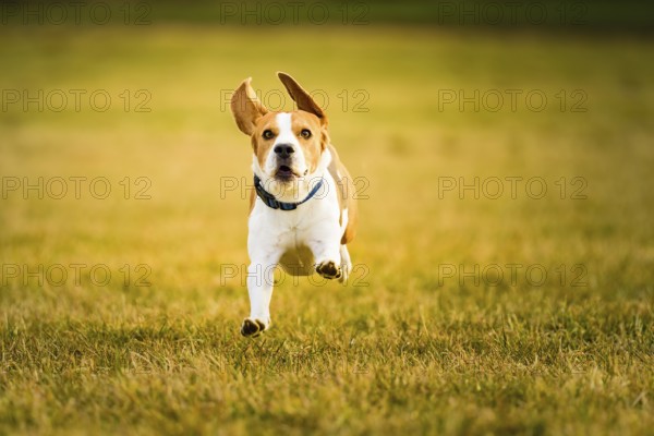 Focused beagle running energetically across a sun-drenched field, Graz, Austria