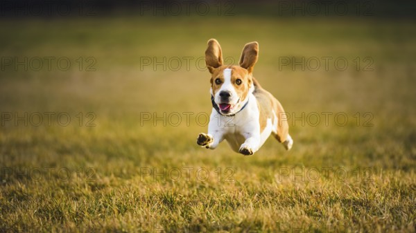 Beagle in mid-air with upright ears on a sunlit grassy field, Graz, Austria