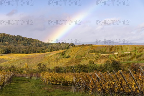 Vineyards under a rainbow along the Route des vins with autumn colors, Eguisheim, Alsace, France