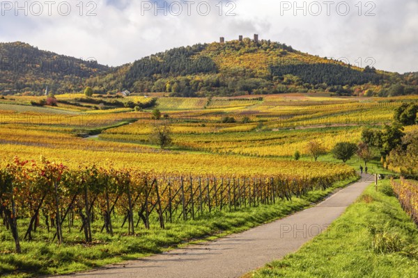 Vineyards along the Route des vins with autumn colors, Eguisheim, Alsace, France