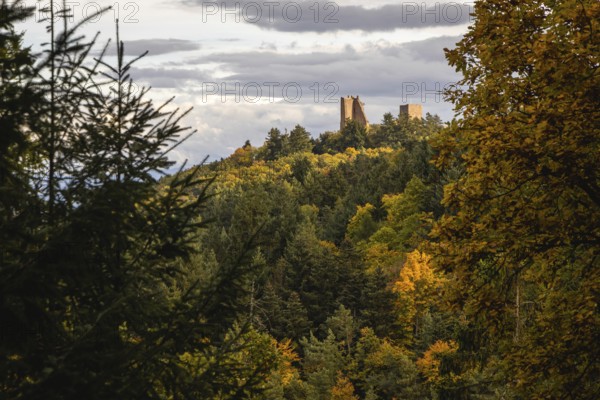 Forests during autumn with ruines of Les Trois Chateaux in Eguisheim, Alsace, France