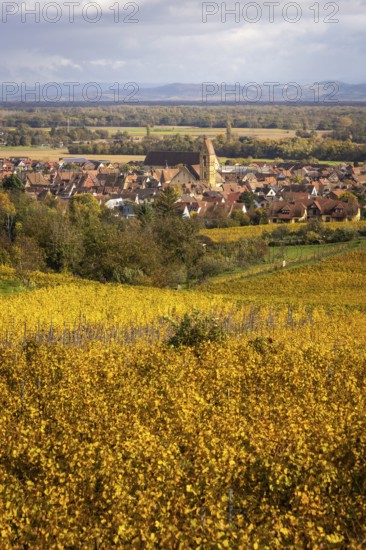 The village of Eguisheim along the Route des vins with vineyards and their autumn colors, Alsace, France