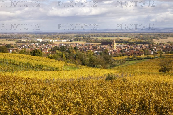 The village of Eguisheim along the Route des vins with vineyards and their autumn colors, Alsace, France
