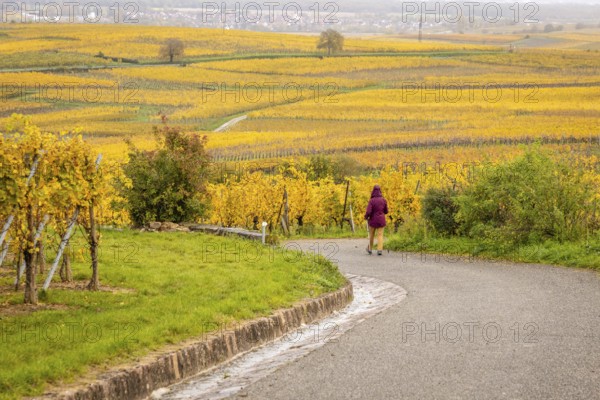 A lady is walking in the middle of vineyards along the Route des vins with autumn colors, Eguisheim, Alsace, France