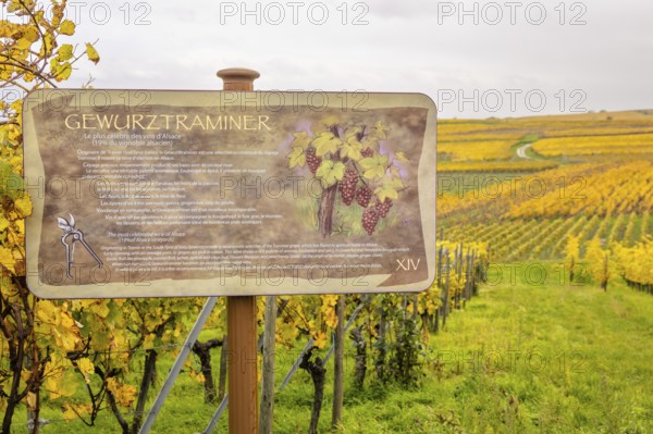 Gewürztraminer vineyards along the Route des vins with autumn colors, Eguisheim, Alsace, France