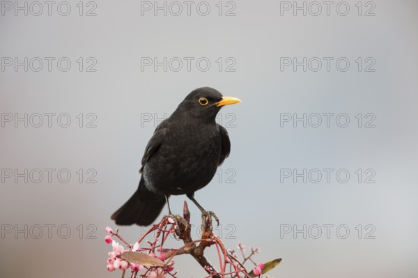 A male Blackbird, Turdus merula, on a rowan tree, Perthshire, Scotland, UK