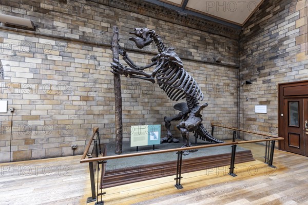 London, United Kingdom - 15 May 2025: Massive prehistoric megatherium skeleton in the Natural History Museum