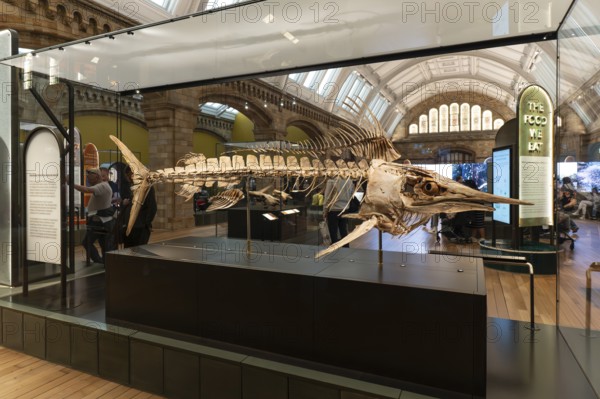 London, United Kingdom - 15 May 2025: Impressive marine life fossil exhibit inside the Natural History Museum