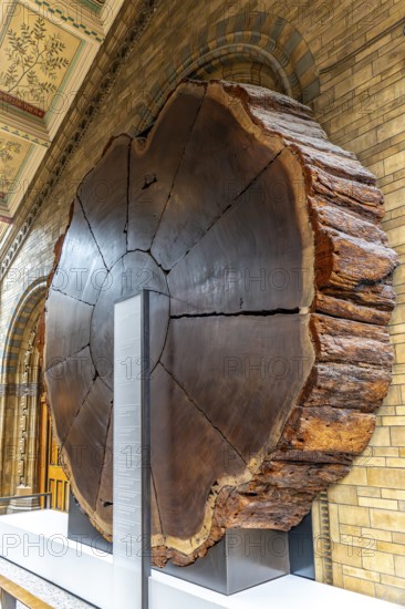 London, United Kingdom - 15 May 2025: Massive cross-section of a giant sequoia tree trunk on display in the Natural History Museum