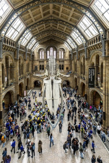 London, United Kingdom - 15 May 2025: Crowds of people gather beneath the famous hanging whale named hope in the Natural History Museum