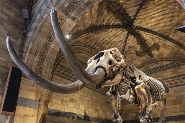 London, United Kingdom - 15 May 2025: Mammoth fossil in Natural History Museum of London