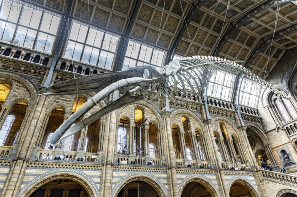 London, United Kingdom - 15 May 2025: The blue whale skeleton symbolizing conservation and discovery at the Natural History Museum