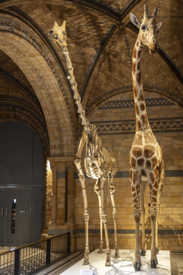 London, United Kingdom - 15 May 2025: Tall giraffe skeleton standing beside a realistic mounted giraffe model inside the Natural History Museum
