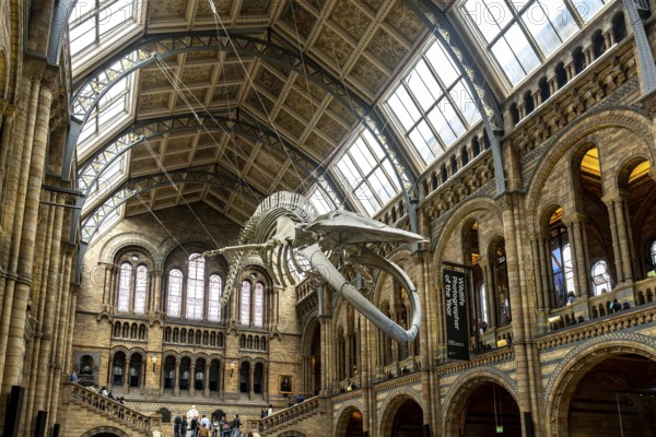 London, United Kingdom - 15 May 2025: The giant ninety-foot-long blue whale skeleton majestically hanging from the ceiling at the Natural History Museum