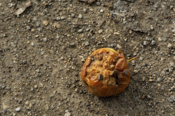 Borken, NRW, Germany, Rotten apple decomposing on rough dirt ground, symbolizing waste and decay