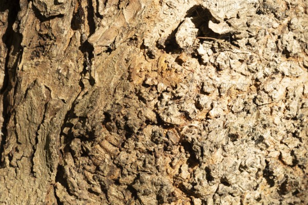 Raesfeld, NRW, Germany, Distressed tree bark showing rough texture, brown tones, and organic patterns