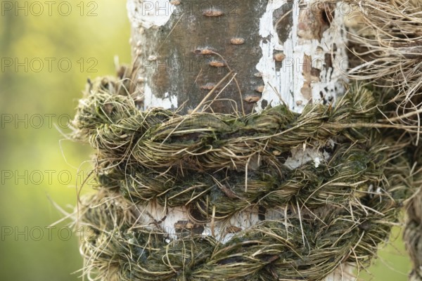 Raesfeld, NRW, Germany, Old rope with moss binding tree bark, creating a strong contrast and texture