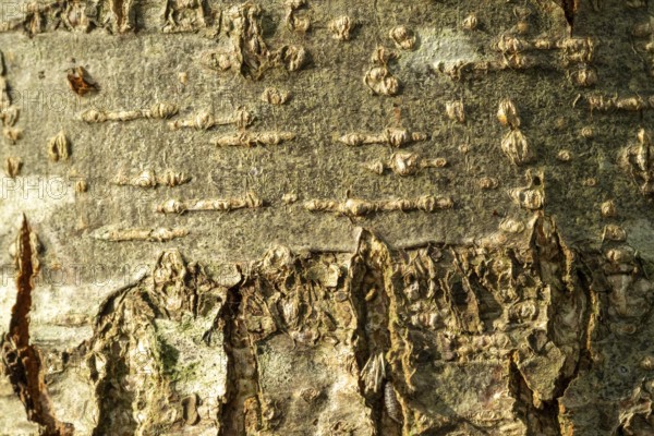 Raesfeld, NRW, Germany, Close up showing natural detailed tree bark texture