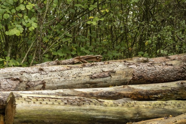 Raesfeld, NRW, Germany, Stacked timber logs showing textured bark and patterns from logging in a forest