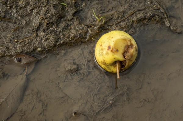 Borken, NRW, Germany, Decaying apple floating in muddy water beside decomposing leaves and dirt