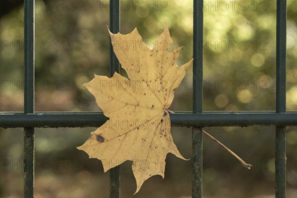 Borken, NRW, Germany, Yellow maple leaf clinging to a green fence, signifying the autumn season
