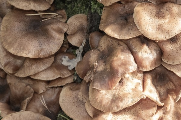 Borken, NRW, Germany, Cluster of brown armillaria fungi growing densely on a tree in a woodland environment