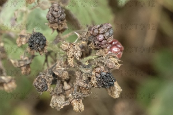 Borken, NRW, Germany, Decaying blackberries on a thorny bush showing the process of decomposition and end of season