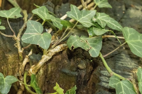 Borken, NRW, Germany, Green ivy leaves climbing and spreading on weathered wooden tree stump