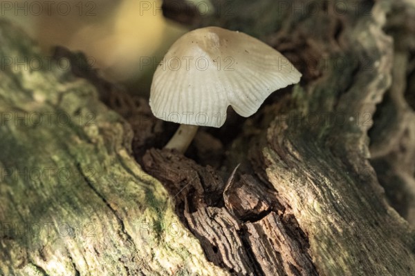 Borken, NRW, Germany, Small mushroom growing on rotting log, highlighting decomposition in nature