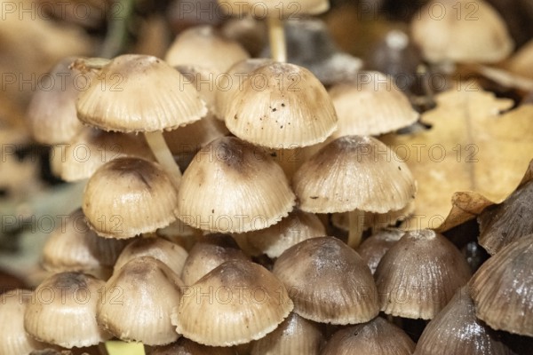 Borken, NRW, Germany, Group of small brown wild mushrooms growing in a woodland habitat
